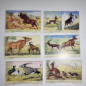 Antelopes Liebig Card Set 1953 Animals Mammal Gnu Gazelle Cobo Orice